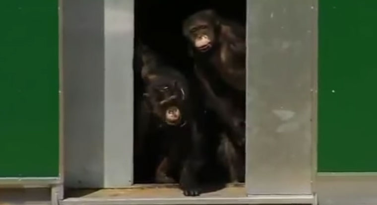 Laboratory Chimps Caged for 30 Years Finally Released – Funny Animals